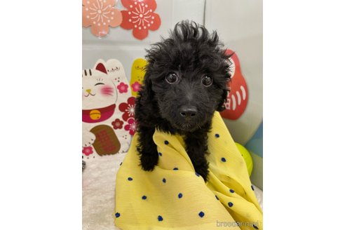 販売中の北海道のミックス犬-281827の23枚目